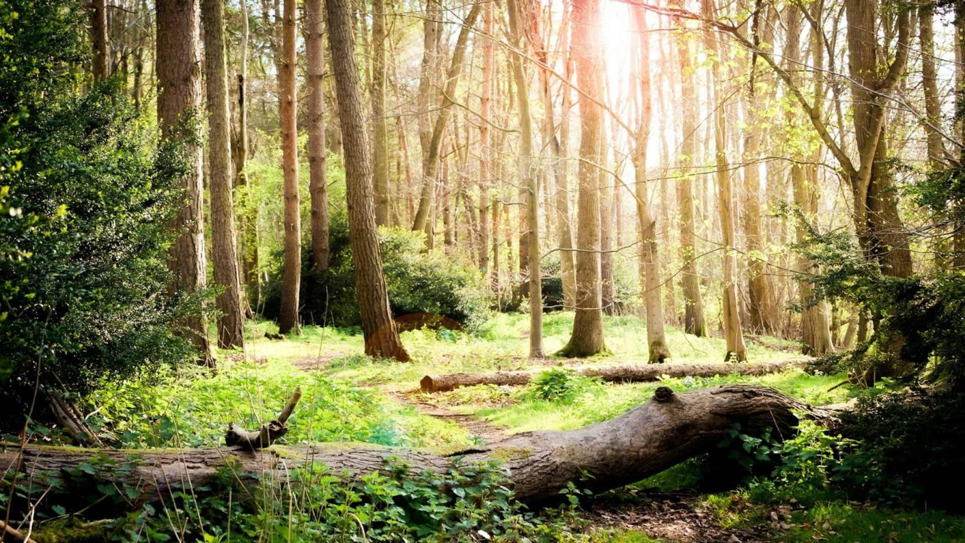 A Shared Woodland Source A Shared Woodland Source