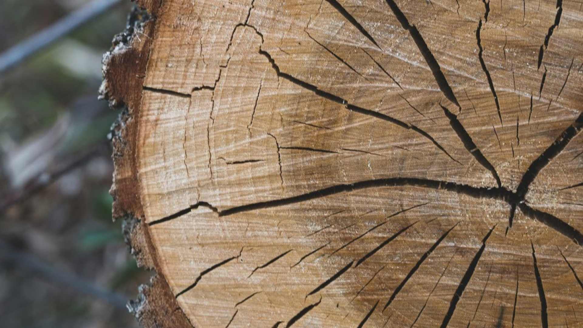 Dendrochronology Tree Dendrochronology Tree